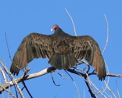 vulture spreading wings